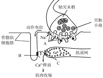 作业帮