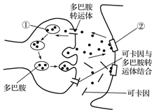 如图所示是毒品可卡因的作用机制:可卡因通过影响神经递质的回收,从而