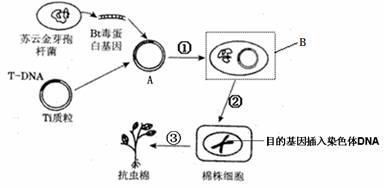 (8分)〔生物——现代生物科技专题〕下图为利用农杆菌转化法培育转