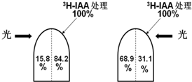 作业帮