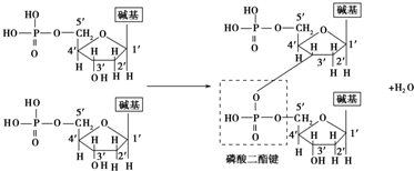 则其缩合过程中形成的磷酸二酯键数,产生的水分子数,该dna分子中羟基