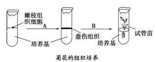 如图表示菊花的嫩枝和月季的花药的离体培养过程,请回答