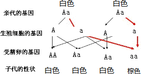 作业帮