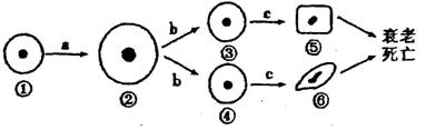 下图为人体细胞的生长,分裂,分化,衰老和死亡过程的示意图,图中⑥
