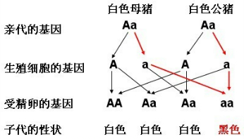 作业帮