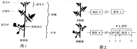 作业帮