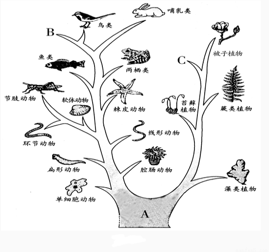 进化树又称"系统树","系谱树",简明地表示了生物的和.