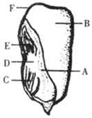 如图是玉米种子纵切示意图,请据图回答下列问题