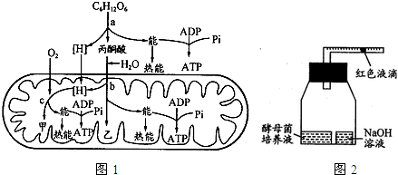 细胞呼吸是生物非常重要的生命活动.请回答