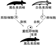 下列为黑白美西螈核移植实验流程示意图据图分析不正确的是