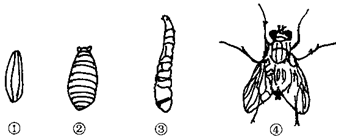 (3)苍蝇的发育过程属于___,其幼虫的形态结构和生活习性与成虫有明显