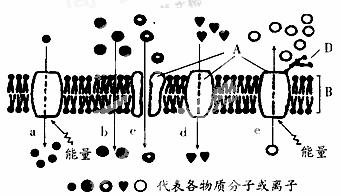 (1 细胞膜的结构与功能是相适应的 a 与细胞膜的选择透过性有密切