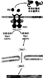 作业帮