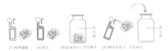 取四朵用石蕊溶液染成紫色的干燥的纸花,分别按下图进行实验.