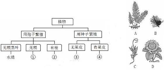 作业帮