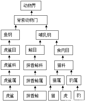 观察下面的动物分类系统图解,回答下列问题.