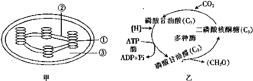 甲图表示叶绿体结构,乙图表示暗反应过程,请据图回答下列问题