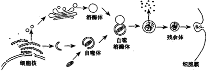 作业帮