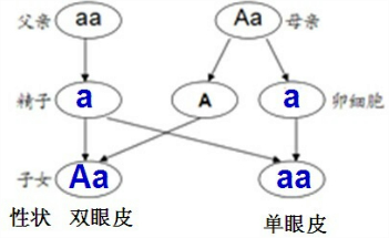 如图的遗传图解中,双眼皮基因用"a"表示,单眼皮基因用"a"表示.