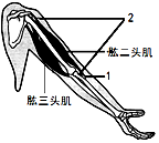 (1)图中一块骨骼肌由两部分组成[1]是___[2]是___.