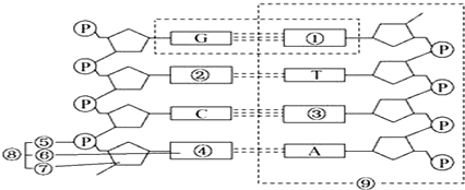 如图所示为dna分子结构模式图,请据图回答下列问题.