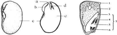 如图是菜豆和玉米种子的结构示意,请分析回答(注]中填图中序号,其