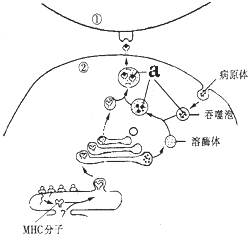 作业帮