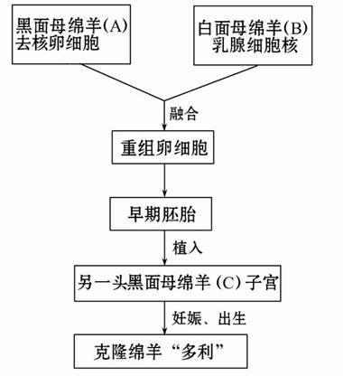 克隆羊"多利"的培育程序如图所示,请看图后回答