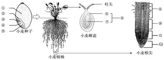 作业帮