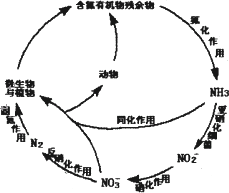 生物体中大约含有10～15%的氮素,这种元素每年转