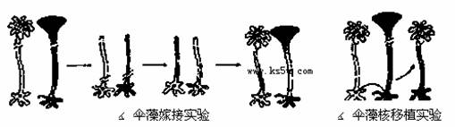 科学家用伞形帽和菊花形帽两种伞藻做嫁接和核移植实验,如下图.