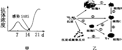 (2)图乙中能特异性识别抗原的细胞或物质有___(填名称.