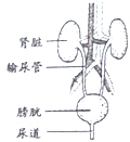 作业帮