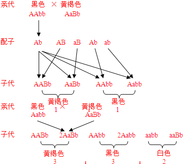 a基因控制黑色素合成(a-显性基因-出现色素,aa和aa的效应相同,b基因