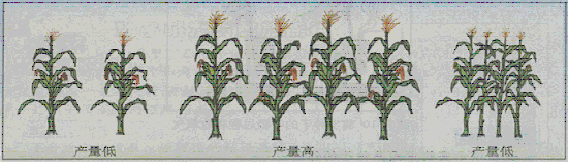 下面的示意图表示播种玉米时,不同株距对玉米产量的影响,请从光合作用