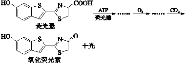 荧光素能与碳酸钠反应,而氧化