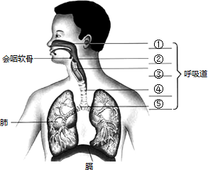 如图是人体呼吸系统结构图,请填写名称.