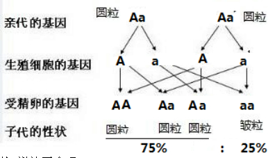 请根据孟德尔的这一杂交实验来回答下列问题