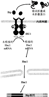 作业帮