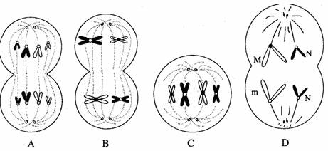 下图为某生物个体的细胞分裂示意图假设该生物的体细胞有4条染色体