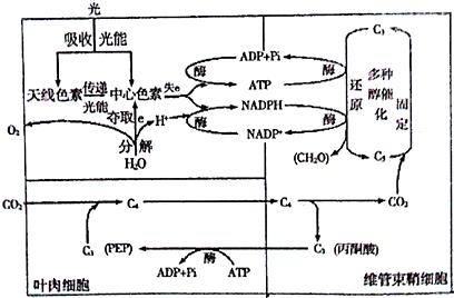 图为玉米光合作用图解请据图回答
