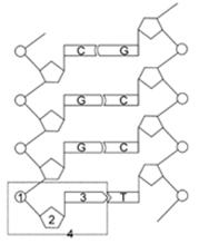 下面是某 dna 分子的部分平面结构示意图,据图回答