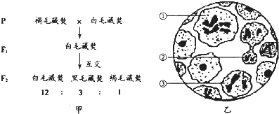 作业帮