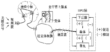 作业帮