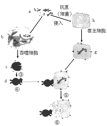 如图为某种免疫过程示意图,请据图回答问题