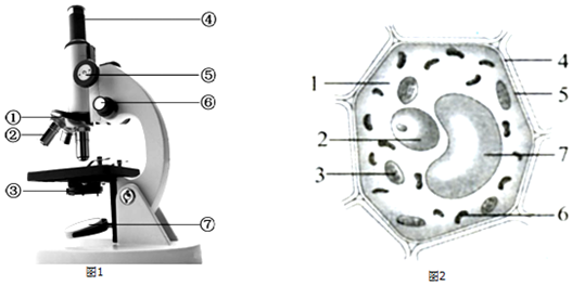 如图是显微镜的结构示意图和植物细胞结构模式图,看图回答下列问题