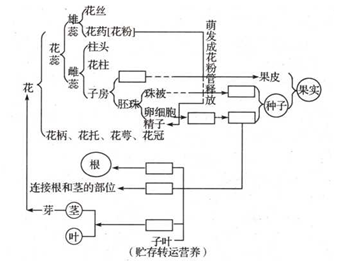 [思考]请完成下列关于被子植物一生的图解.