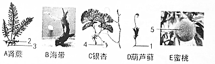 作业帮