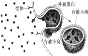 作业帮