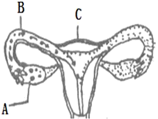 根据下边女性生殖系统结构简图回答问题:(1)图中a是